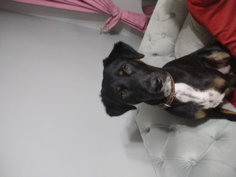 8 aylık rottweiler köpeğim gölge çok oyuncu ve sevecen