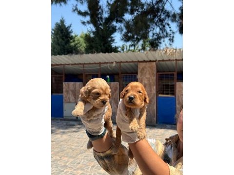 Sevimli maltipoo yavru köpeklerimiz