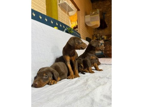 Doberman köpeklerimiz