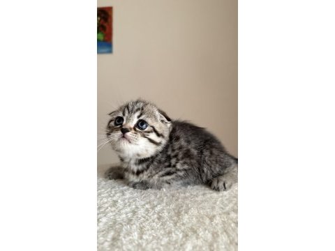 Dişi tabby scottish fold