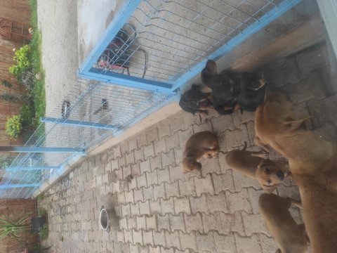 Seferihisar boxer ve kopay kırması