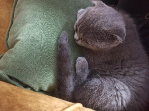 2.5 aylık safkan orjinal dişi scottish fold