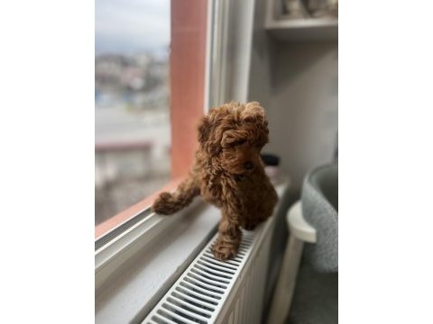 Toy poodle köpeğimiz