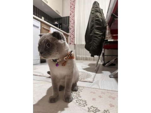 Kedimiz kaju