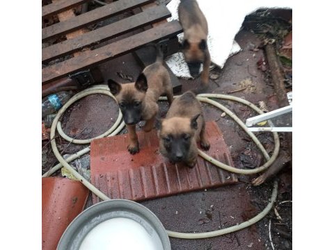 Malinois erkek ve dişi yavrular