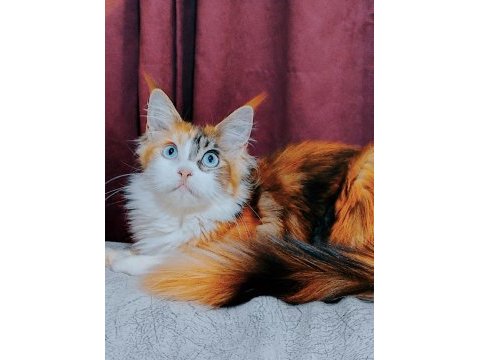 Maine coon yavrular