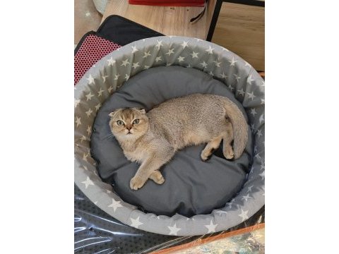 Scottish fold yavru