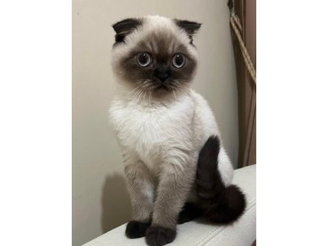 Safkan scottish fold anne ve british shorthair babadan yavru