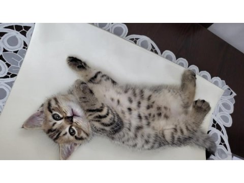 2 aylık british shorthair erkek