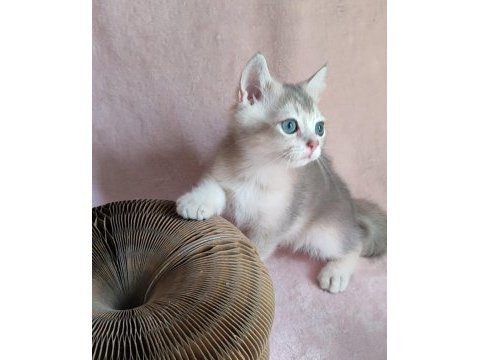 Şafkan british shorthair