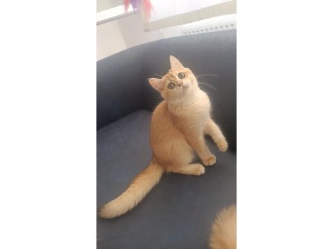 Dünyanın en güzel huylu kedisi aşık alacaksınız