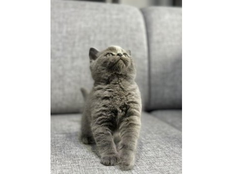 Ayı surat safkan british shorthair yavrular