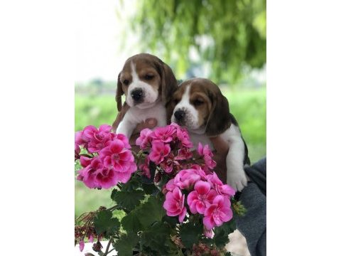 Sevimli beagle yavrular