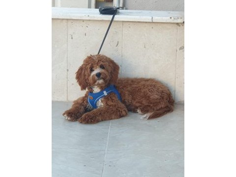 Yavrumuza ev arıyoruz maltipoo