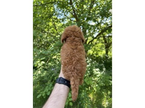 Safkan kore kan uygun fiyat sağlık garantisi poodle