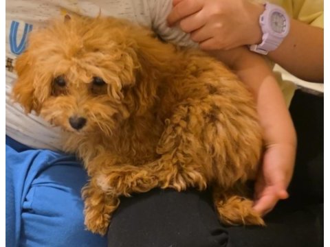 4 aylık dişi toy poodle