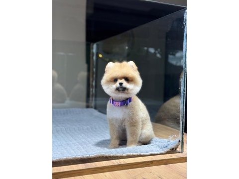 Sağlık ve ırk garantili pomeranian