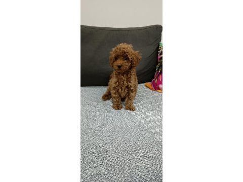 3 aylık toy poodle uygun erkek