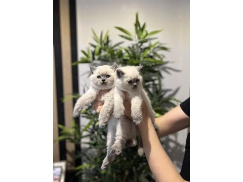 British shorthair blue point yavrularım 
