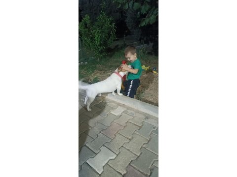 2 yaşında köpeğimiz maylo