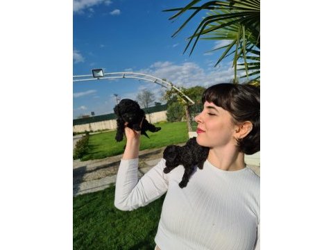 Siyah toy poodle yavrularımız