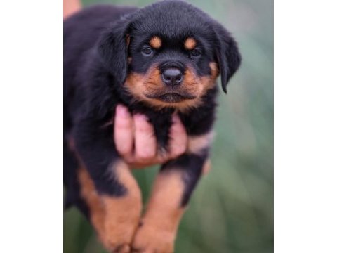 Izin belgeli üretim çiftliğinden rottweiler kapıda öde