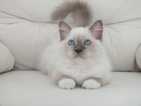 Full şecereli ragdoll yavruları