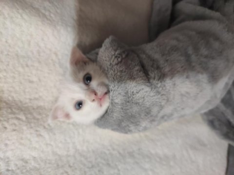 Scottish fold kırması