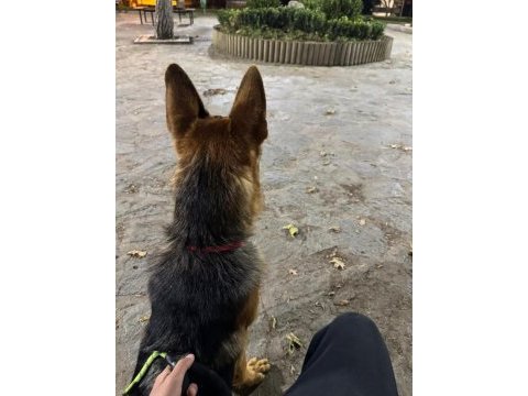 9 aylık herşeyi tam safkan alman kurdu