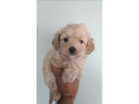 Toy poodle orjinal