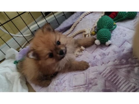 Kendi köpeğimin pomeranian bebekleri