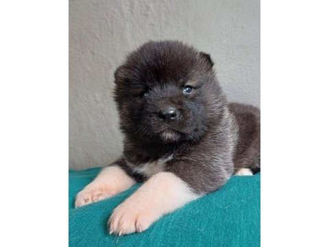 Sağlıklı mükemmel akita yavrularımız
