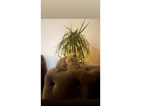 3 aylık yavru saf british shorthair