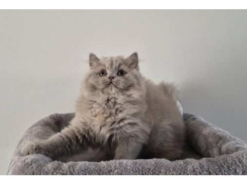 Safkan ve 5 kuşak şecereli british longhair bebekler