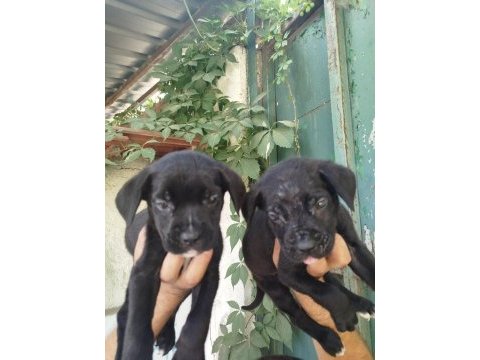 Cane corso köpekler