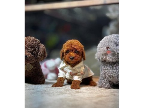 Sevimli poodle yavrular
