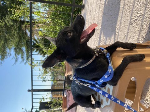 Chihuahua ve minyatür pinscher karması
