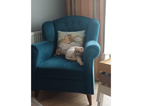 Dünya tatlısı scottish fold
