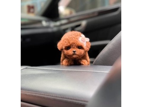 Core babadan teacup poodle bebekler