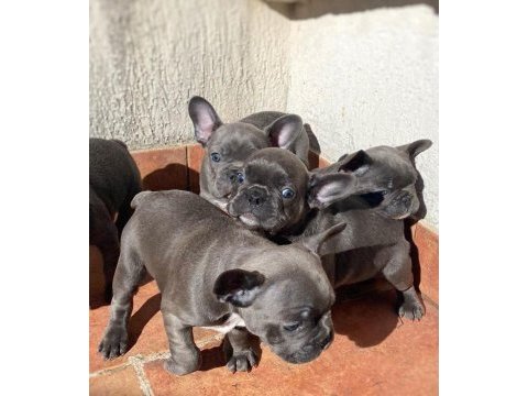 Blue french bulldog yavruları