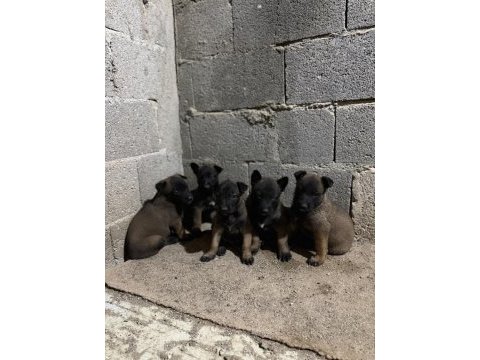 Pirana gibi malinois isteyenlere gider