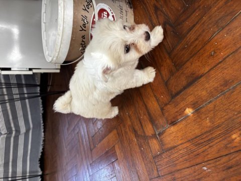 2 aylık westie batı dişi köpeğimiz