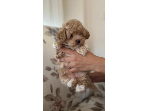Dişi maltipoo yavru