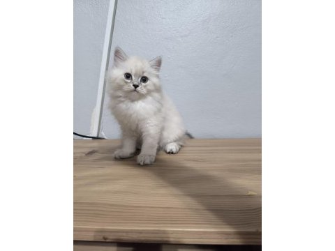 Scottish fold kedimize yuva olurmusun