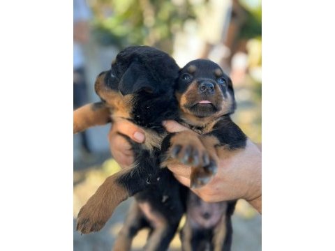 Rottweiler yavruları