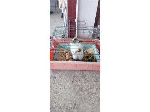 Cüce tavşan 9 aylık