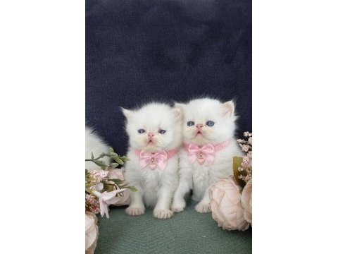 Sıfır burun exotic shorthair beyaz meleklerim
