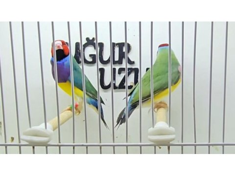 Gökkuşağı ispinozu (gouldian finch) mevcuttur