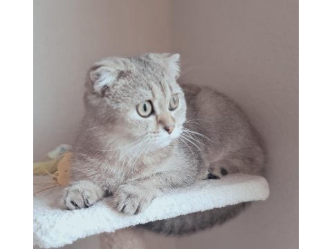 Scottish fold golden dişi