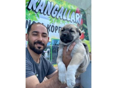 Boz aslan köpeğimiz